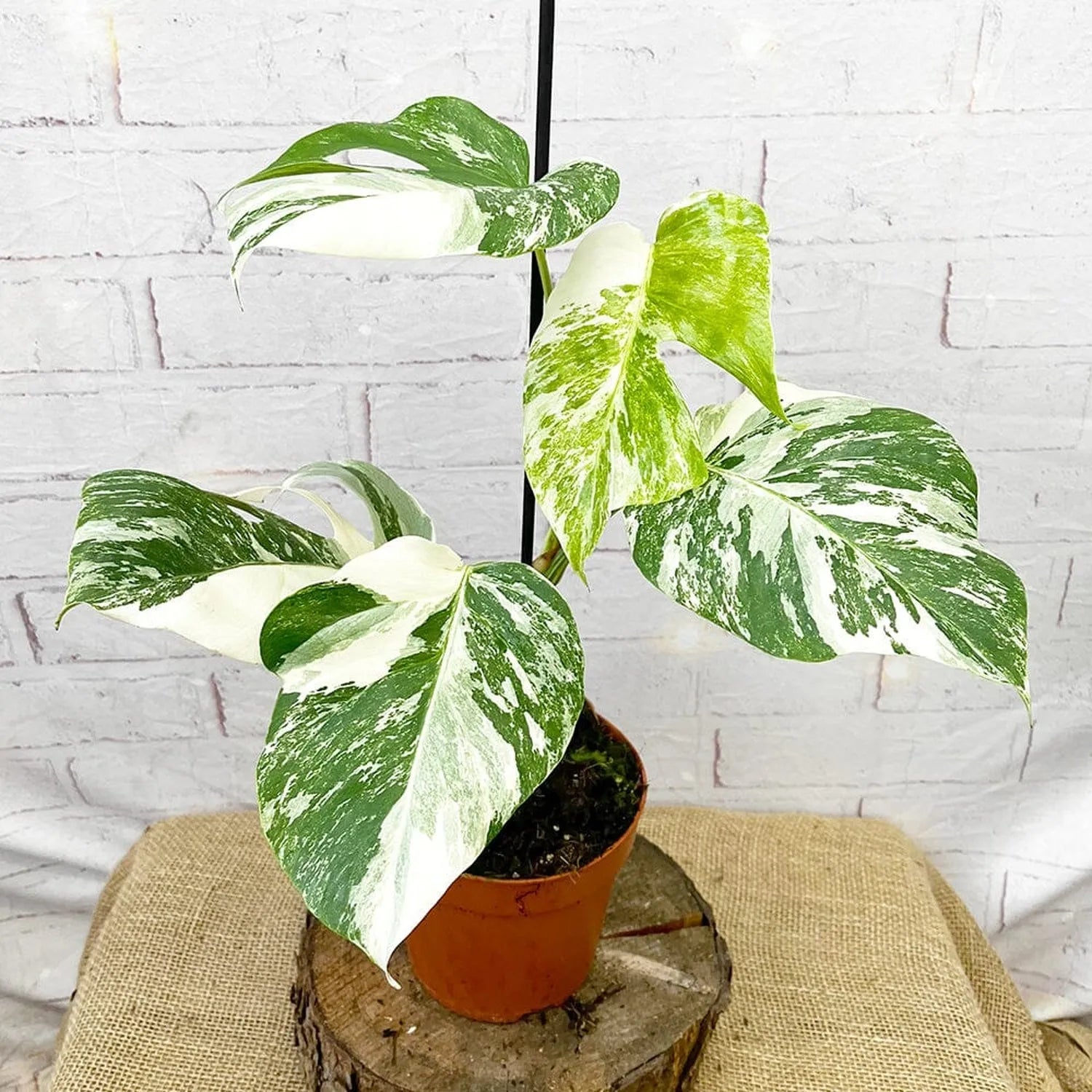 40 - 50cm Variegated Monstera - Monstera Variegata Albo Cheese Plant 17cm Pot House Plant