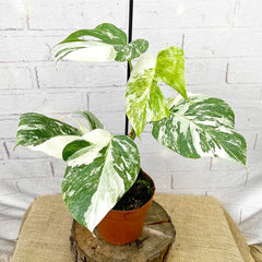 40 - 50cm Variegated Monstera - Monstera Variegata Albo Cheese Plant 17cm Pot House Plant