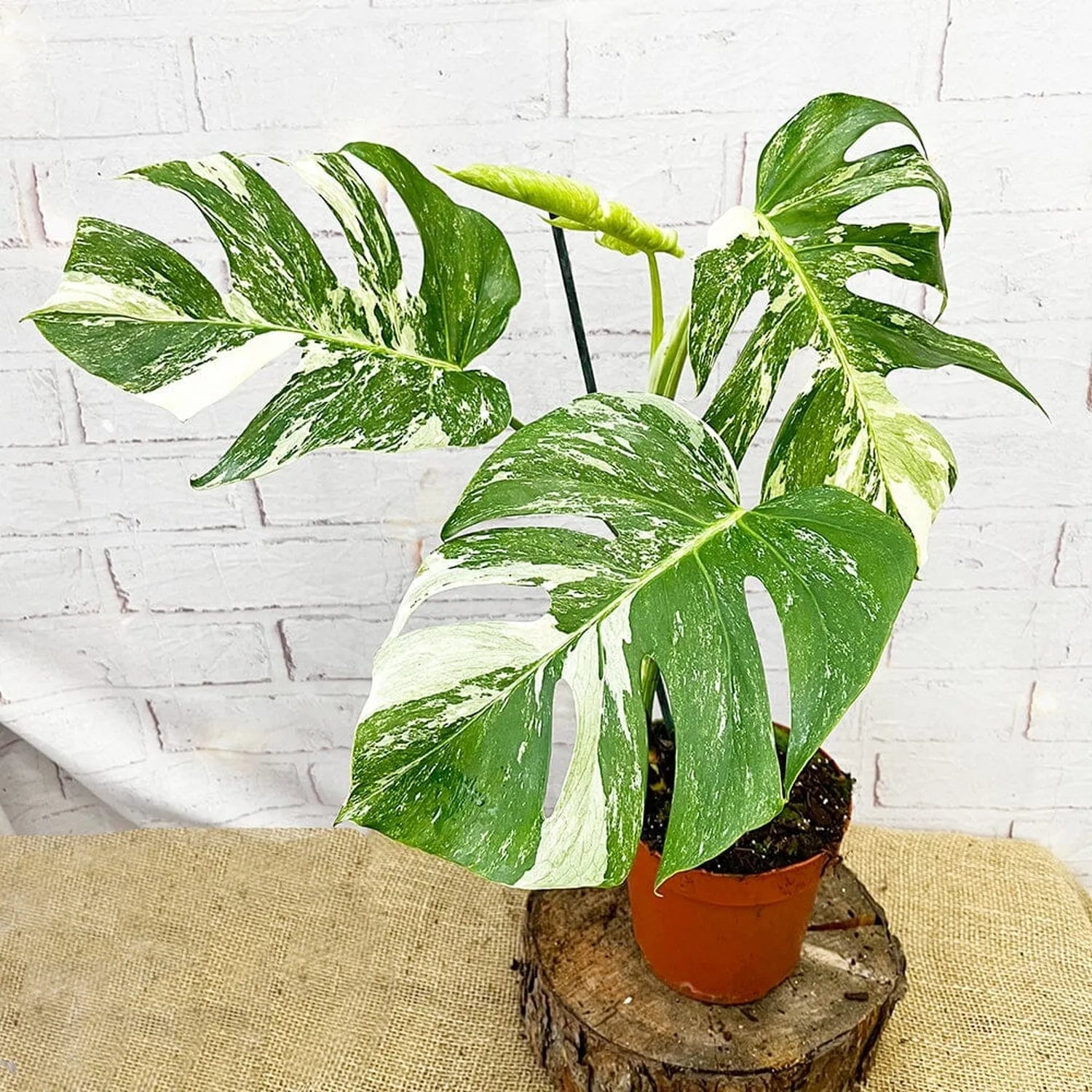 40 - 50cm Variegated Monstera - Monstera Variegata Albo Cheese Plant 17cm Pot House Plant