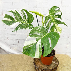 40 - 50cm Variegated Monstera - Monstera Variegata Albo Cheese Plant 17cm Pot House Plant