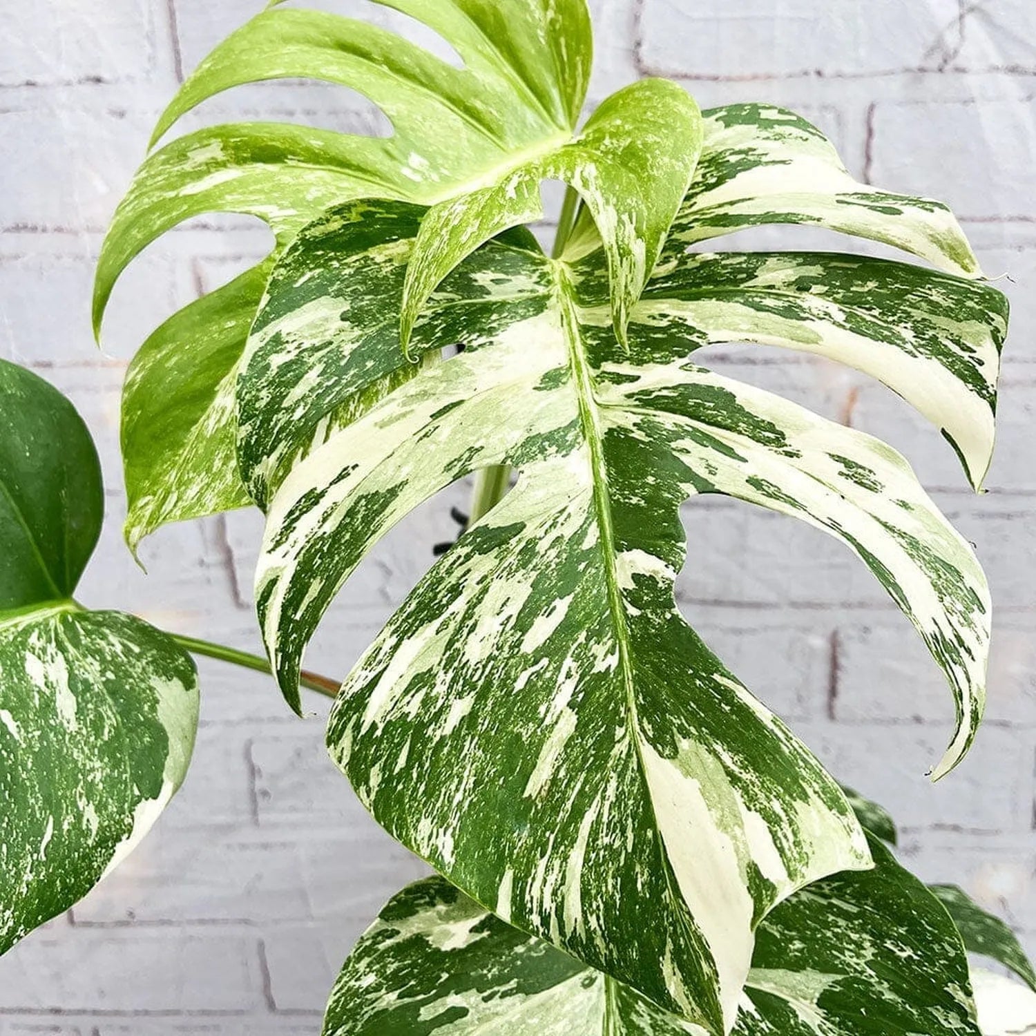 40 - 50cm Variegated Monstera - Monstera Variegata Albo Cheese Plant 17cm Pot House Plant