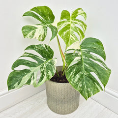 40 - 50cm Variegated Monstera - Monstera Variegata Albo Cheese Plant 17cm Pot House Plant