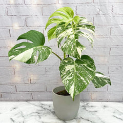 40 - 50cm Variegated Monstera - Monstera Variegata Albo Cheese Plant 17cm Pot House Plant