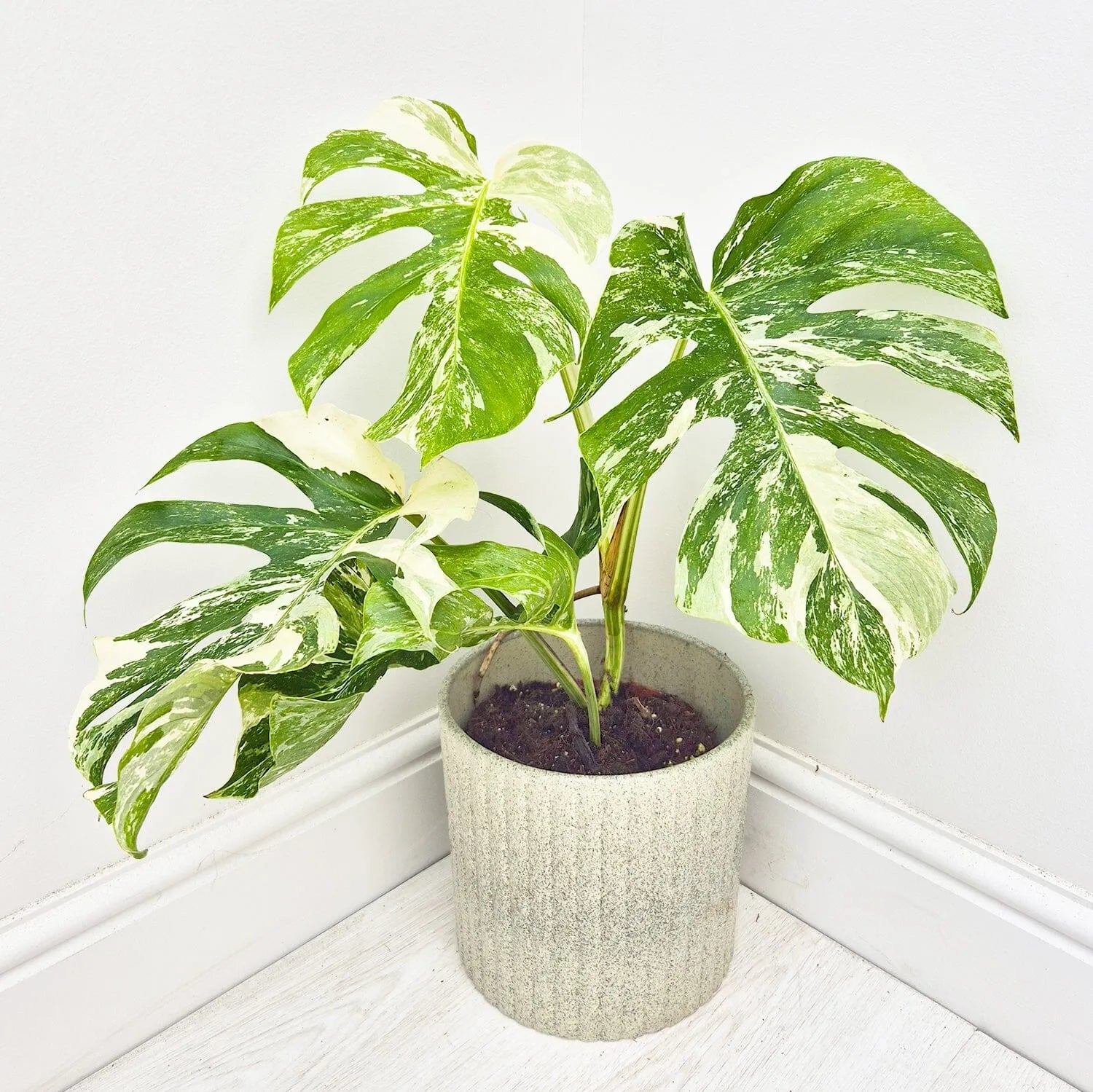 40 - 50cm Variegated Monstera - Monstera Variegata Albo Cheese Plant 17cm Pot House Plant