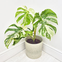 40 - 50cm Variegated Monstera - Monstera Variegata Albo Cheese Plant 17cm Pot House Plant