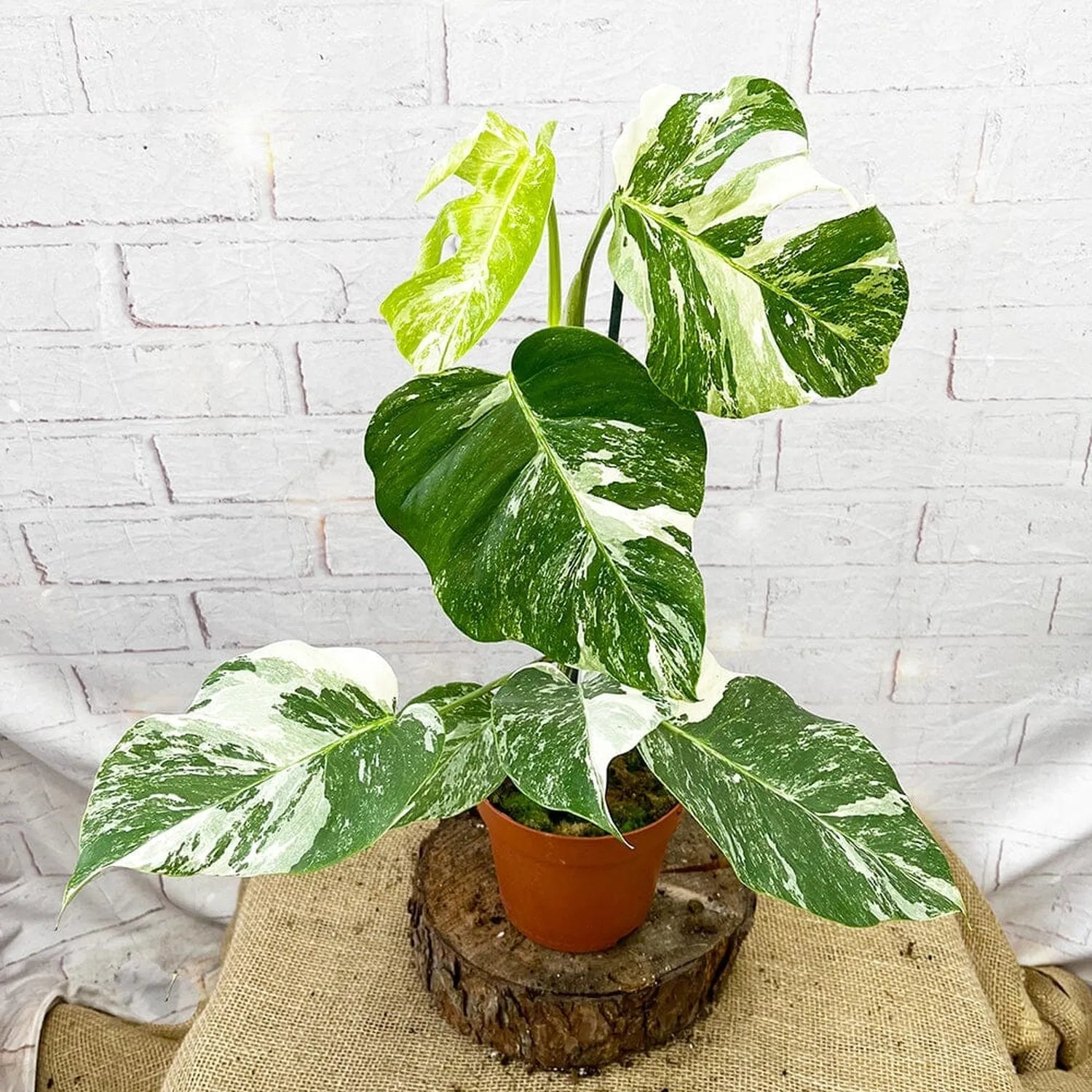 40 - 50cm Variegated Monstera - Monstera Variegata Albo Cheese Plant 17cm Pot House Plant