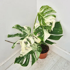 40 - 50cm Variegated Monstera Albo 17cm Pot House Plant (Choose Your Own)