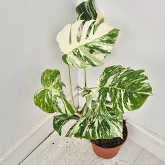 40 - 50cm Variegated Monstera Albo 17cm Pot House Plant (Choose Your Own)