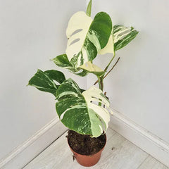 40 - 50cm Variegated Monstera Albo 17cm Pot House Plant (Choose Your Own)