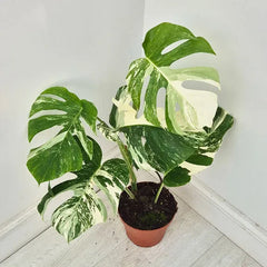 40 - 50cm Variegated Monstera Albo 17cm Pot House Plant (Choose Your Own)