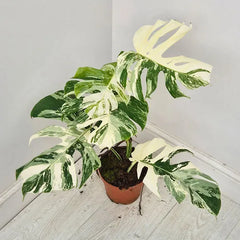 40 - 50cm Variegated Monstera Albo 17cm Pot House Plant (Choose Your Own)