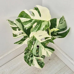40 - 50cm Variegated Monstera Albo 17cm Pot House Plant (Choose Your Own)
