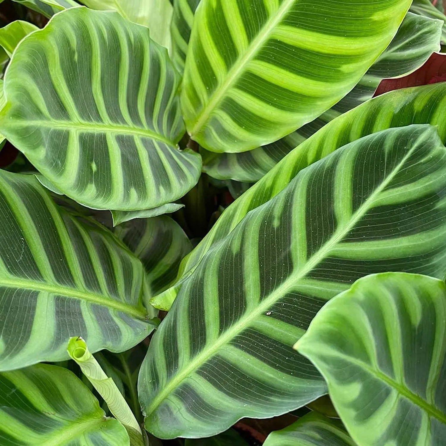 40 - 55cm Calathea Zebrina Prayer Plant 14cm Pot House Plant