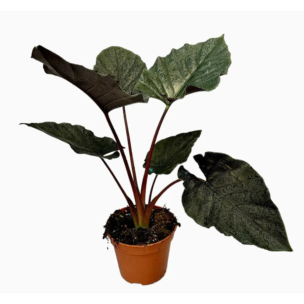 40 cm Alocasia Antoro House Plant 14 cm Pot