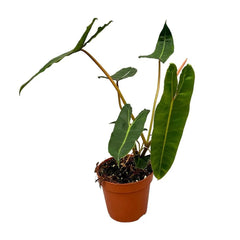 40 cm Philodendron Billietiae House Plant 17 cm Pot