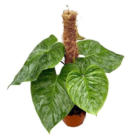 40 cm Philodendron P Majestic House Plant 17 cm Pot