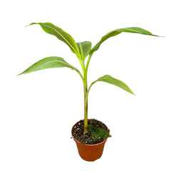 40cm Musa Siam Ruby House Plant 14 cm Pot