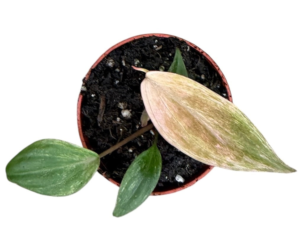 Philodendron Micans Marble Variegata House Plant 6cm Pot  Plants For All  Seasons