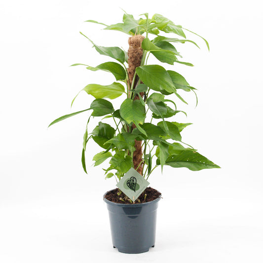 55 - 65cm Epipremnum Skeleton Key on Mosspole Pothos 17cm Pot House Plant