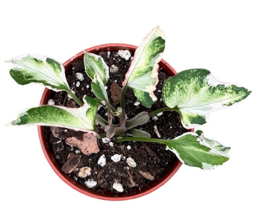 Syngonium Starlite House Plant 6cm Pot