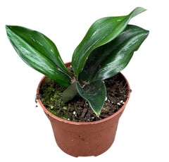 Scaphochlamys Scintillans Dark 10.5cm Pot 20cm Height House Plant