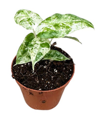 Alocasia Odora Variegata Batik 8cm Pot 12cm Height House Plant