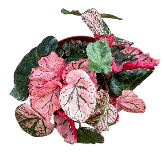 Begonia Midnight Sun 14cm Pot 25cm Height House Plant