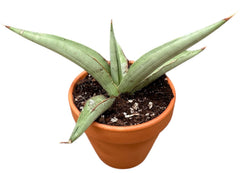 Sansevieria Swan Dancer 8cm Pot House Plant