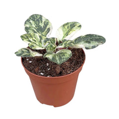 Saintpaulia Marble 8cm Pot House Plant