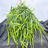 45 - 55cm Forest Cactus Lepismium bolivianum in Hanging Pot 21cm Pot House Plant