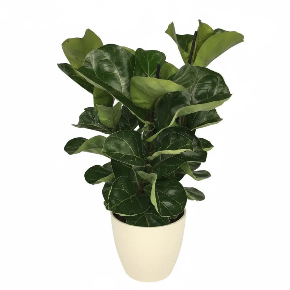 45 - 55cm Bambino Ficus Lyrata House Plant 21cm Pot
