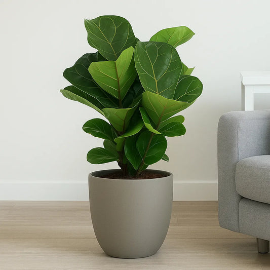 45 - 55cm Bambino Ficus Lyrata House Plant 21cm Pot