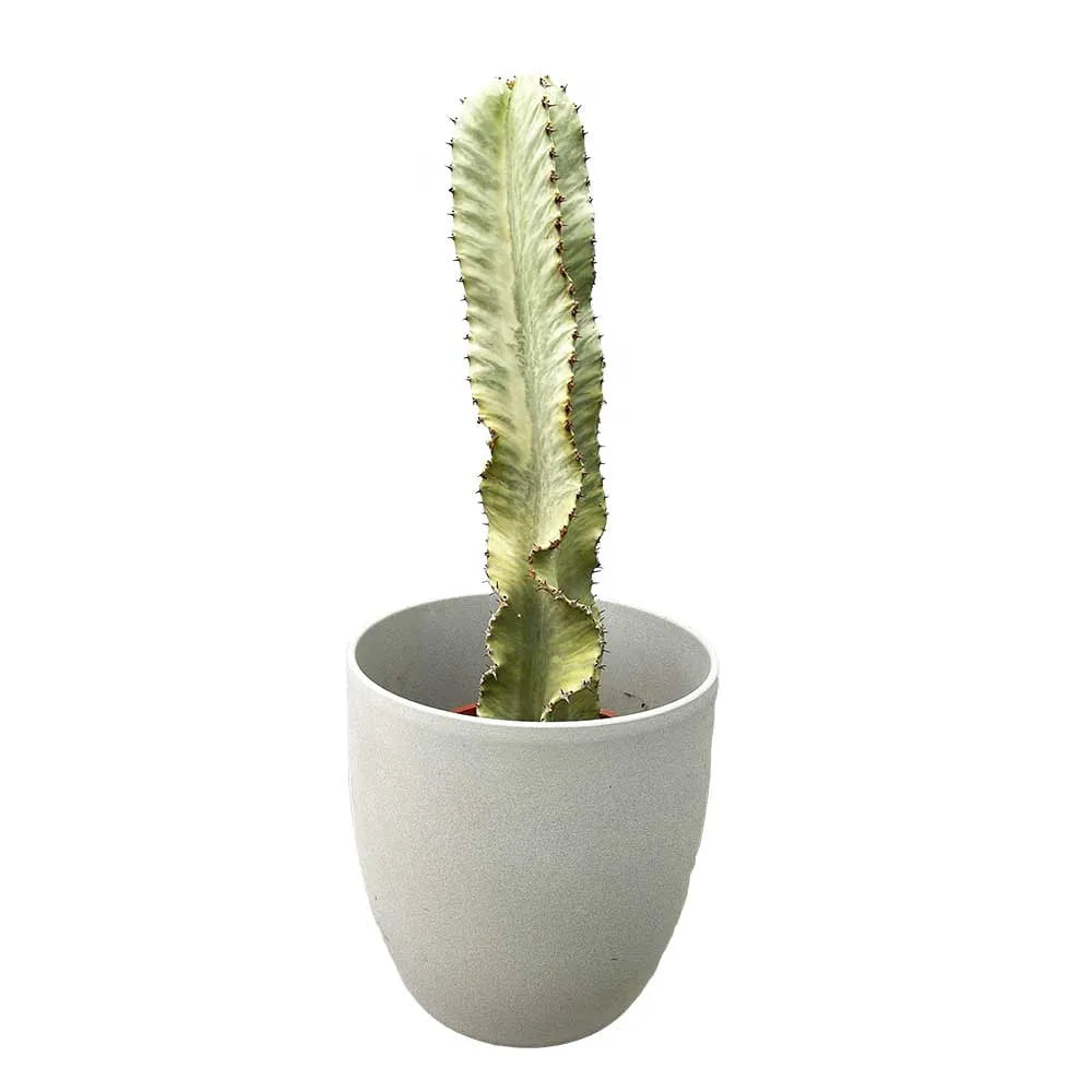 45 - 55cm Euphorbia Marmorata 17cm Pot House Plant