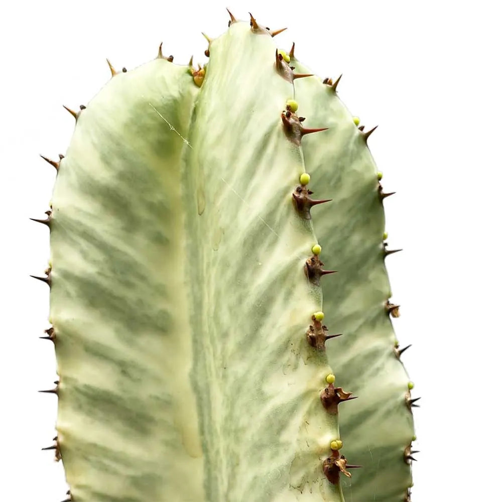 45 - 55cm Euphorbia Marmorata 17cm Pot House Plant