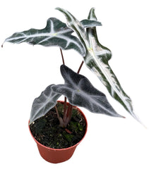 Alocasia Nobilis 8cm Pot 10cm Height House Plant