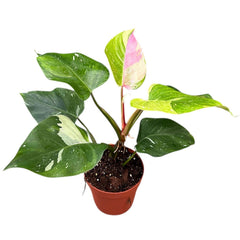 Tricolour Philodendron Fresh Aurea 17cm Pot House Plant