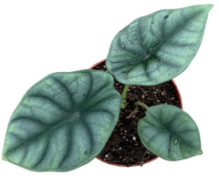 Alocasia Nebula 10.5cm Pot 15cm Height House Plant