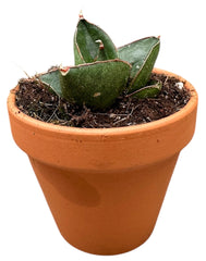 Sansevieria Opera House 8cm Pot House Plant