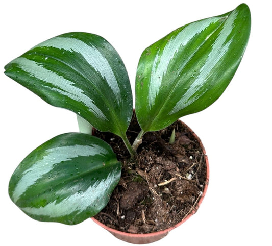 Scaphochlamys Scintillans Ooi 10.5cm Pot 20cm Height House Plant