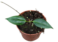 Hoya Paziae 10.5cm Pot 12cm Height House Plant