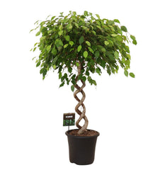 135 - 145cm Ficus Exotica Spiral Rubber Plant Fig 32cm Pot House Plant