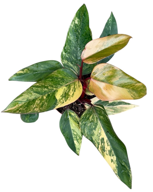 Philodendron Strawberry Shake House Plant 14 cm Pot