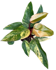 Philodendron Strawberry Shake House Plant 14 cm Pot