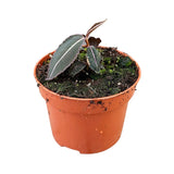 5 - 10cm Labisia Pumila 10.5cm Pot House Plant House Plant