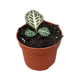 5 - 10cm Labisia Turtle Back 10.5cm Pot House Plant