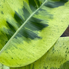 50 - 60cm Ficus Shivereana Moonshine 17cm Pot House Plant