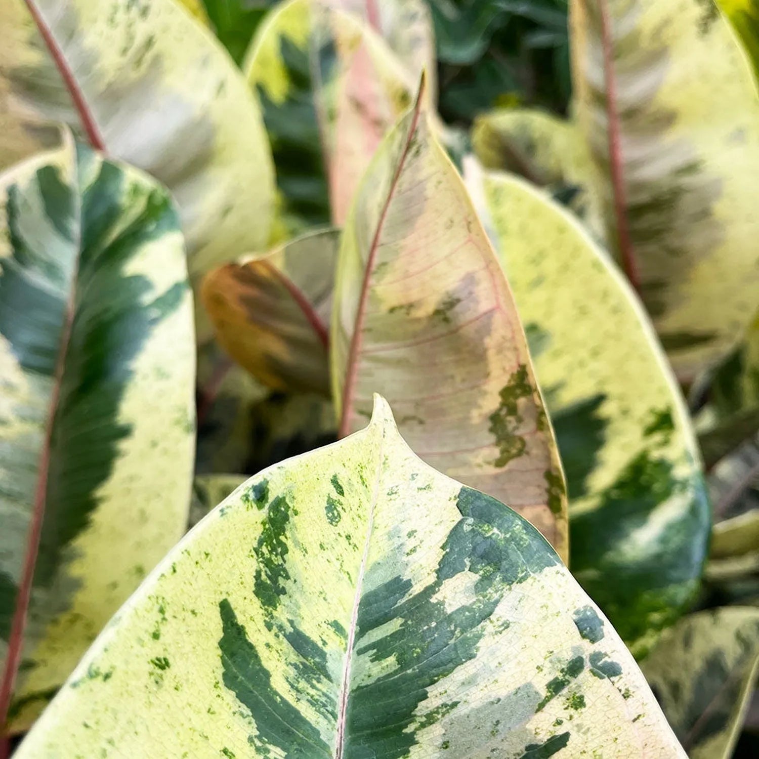 50 - 60cm Ficus Shivereana Moonshine 17cm Pot House Plant