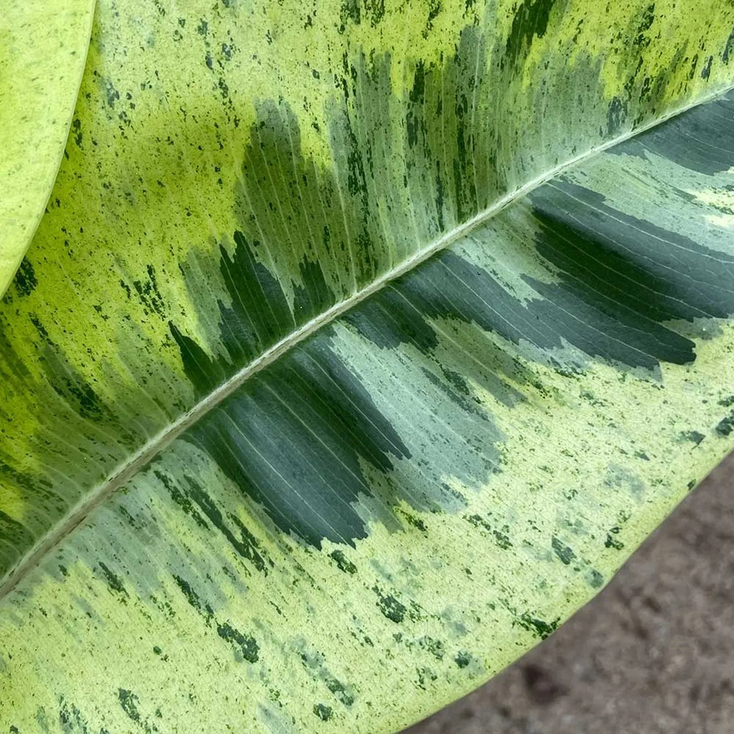 50 - 60cm Ficus Shivereana Moonshine 17cm Pot House Plant