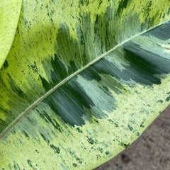 50 - 60cm Ficus Shivereana Moonshine 17cm Pot House Plant