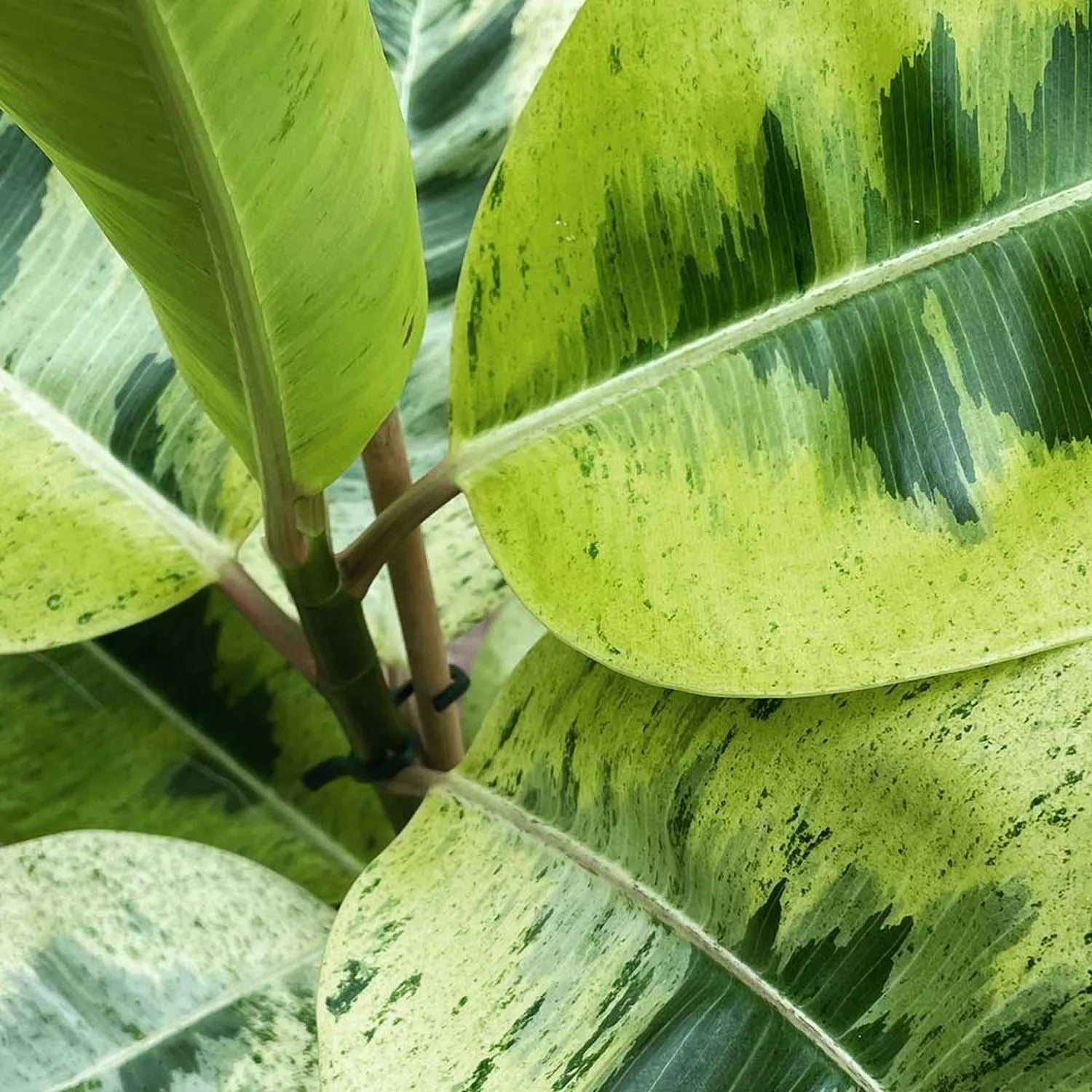 50 - 60cm Ficus Shivereana Moonshine 17cm Pot House Plant